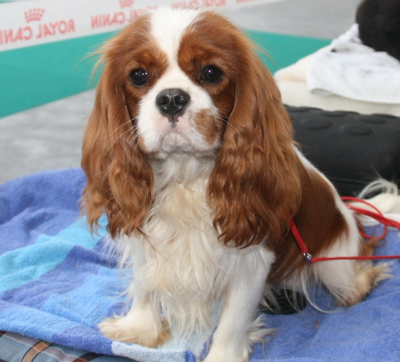 Publication : du domaine des petits clowns Auteur : lagand martine