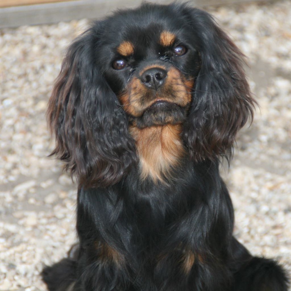 Publication : du domaine des petits clowns Auteur : lagand martine