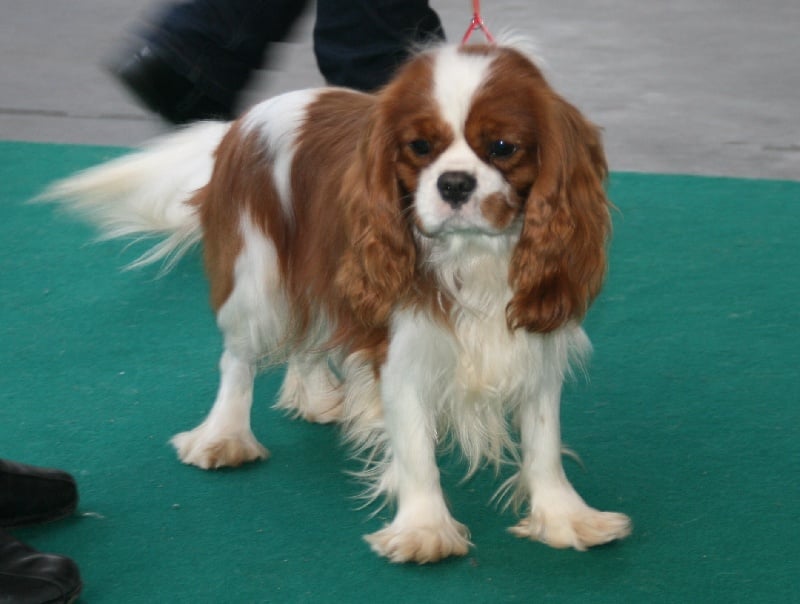 Publication : du domaine des petits clowns Auteur : lagand martine