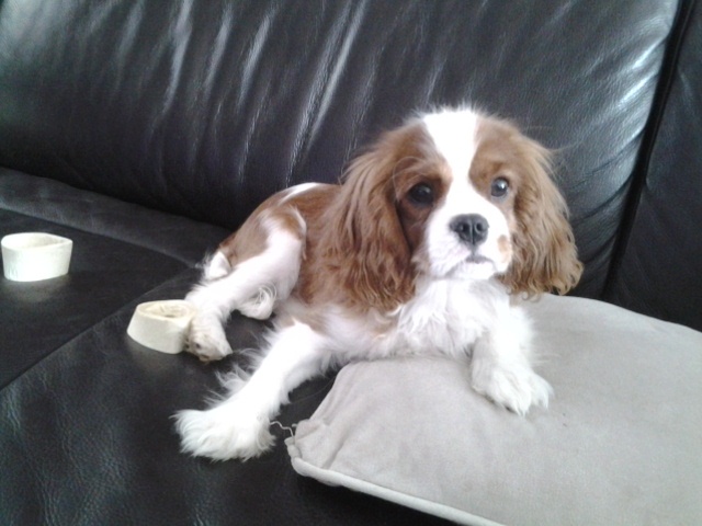 Publication : du domaine des petits clowns Auteur : lagand martine