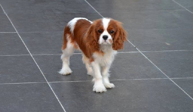 Publication : du domaine des petits clowns Auteur : lagand martine