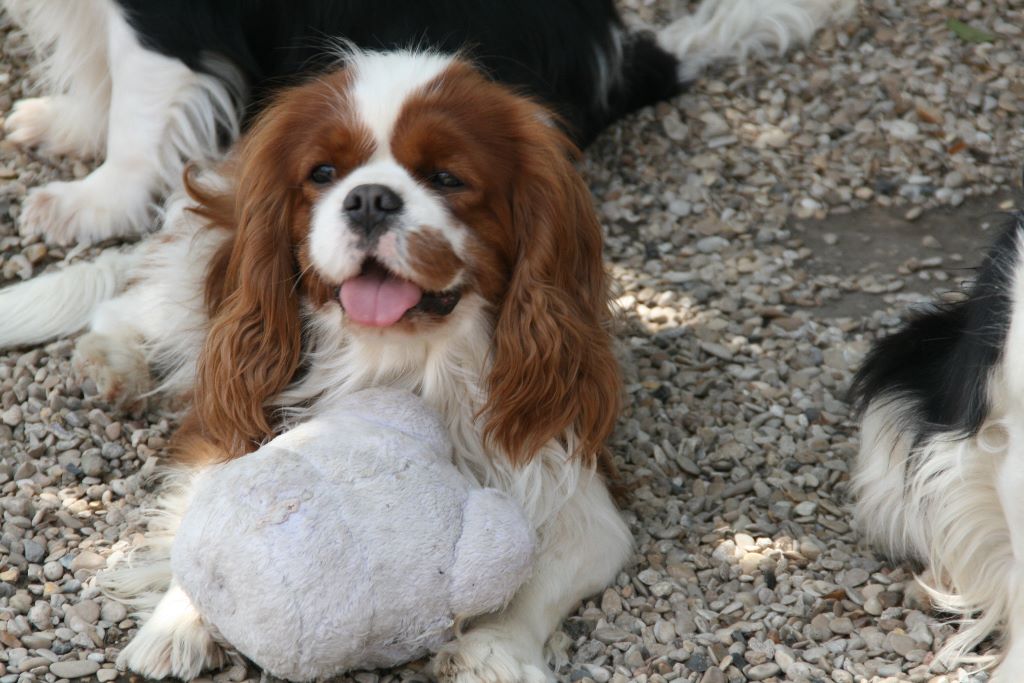 Publication : du domaine des petits clowns Auteur : lagand martine