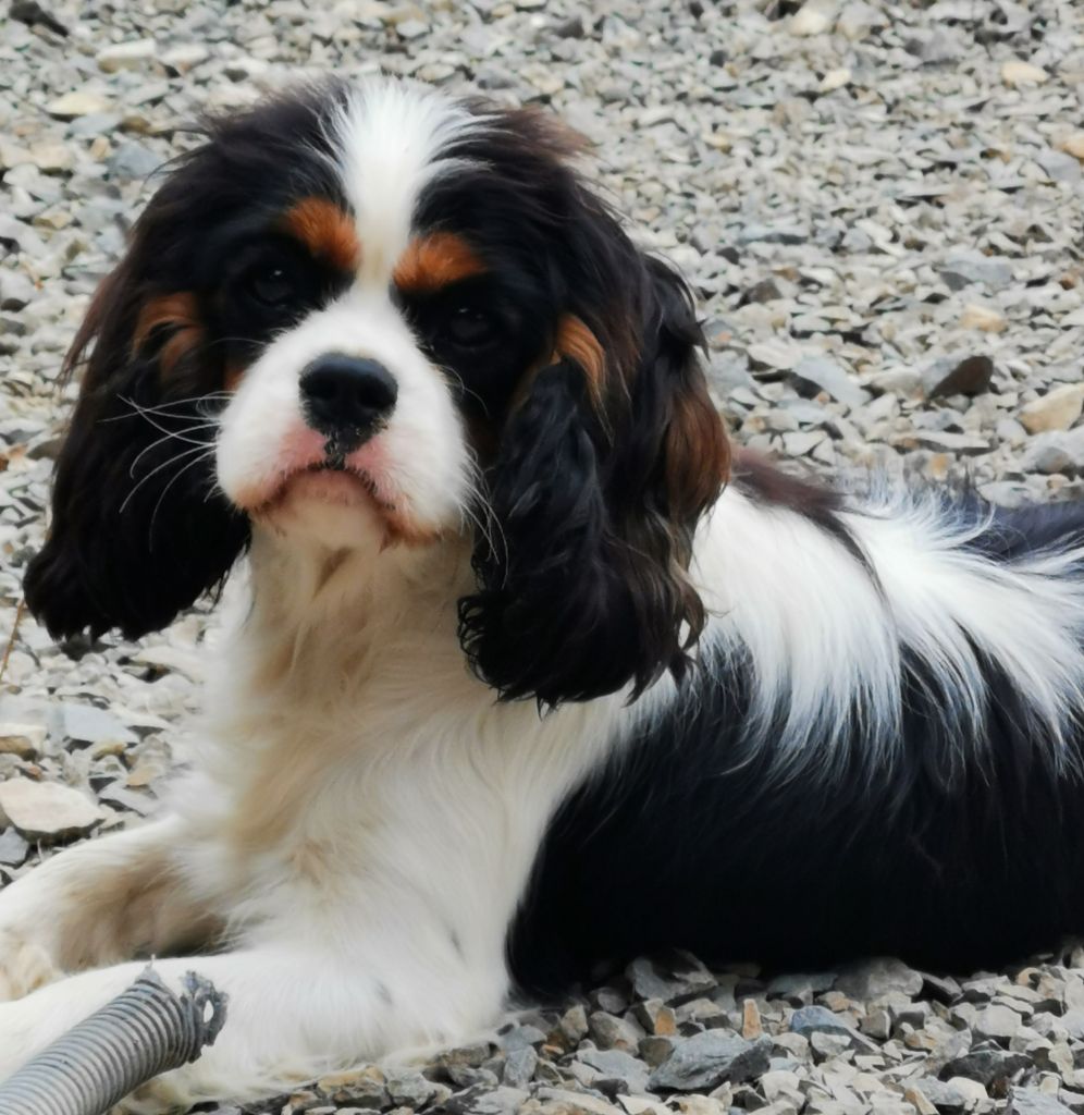 Publication : du domaine des petits clowns Auteur : Lagand