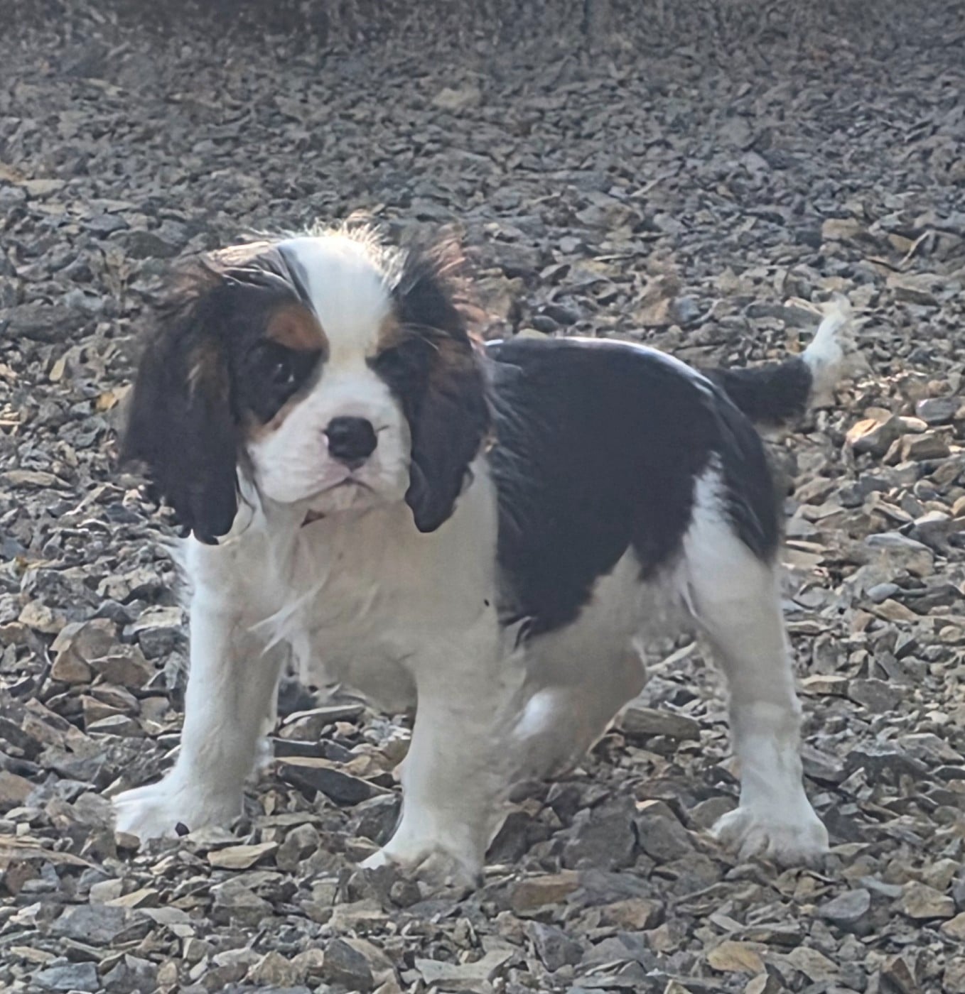 Cavalier King Charles Spaniel - du domaine des petits clowns