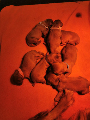 Les chiots de Cavalier King Charles Spaniel