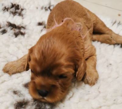 Les chiots de Cavalier King Charles Spaniel