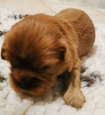 Les chiots de Cavalier King Charles Spaniel