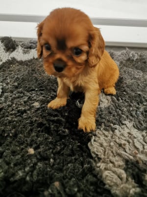 Les chiots de Cavalier King Charles Spaniel