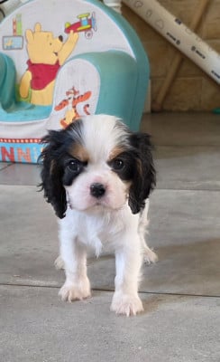 Les chiots de Cavalier King Charles Spaniel