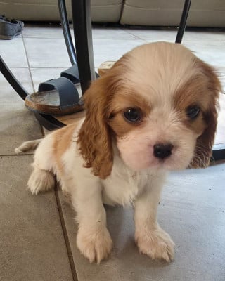 Les chiots de Cavalier King Charles Spaniel
