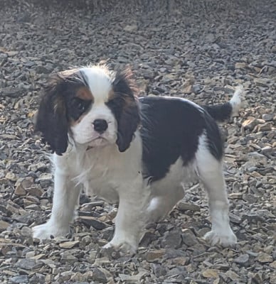 Les chiots de Cavalier King Charles Spaniel