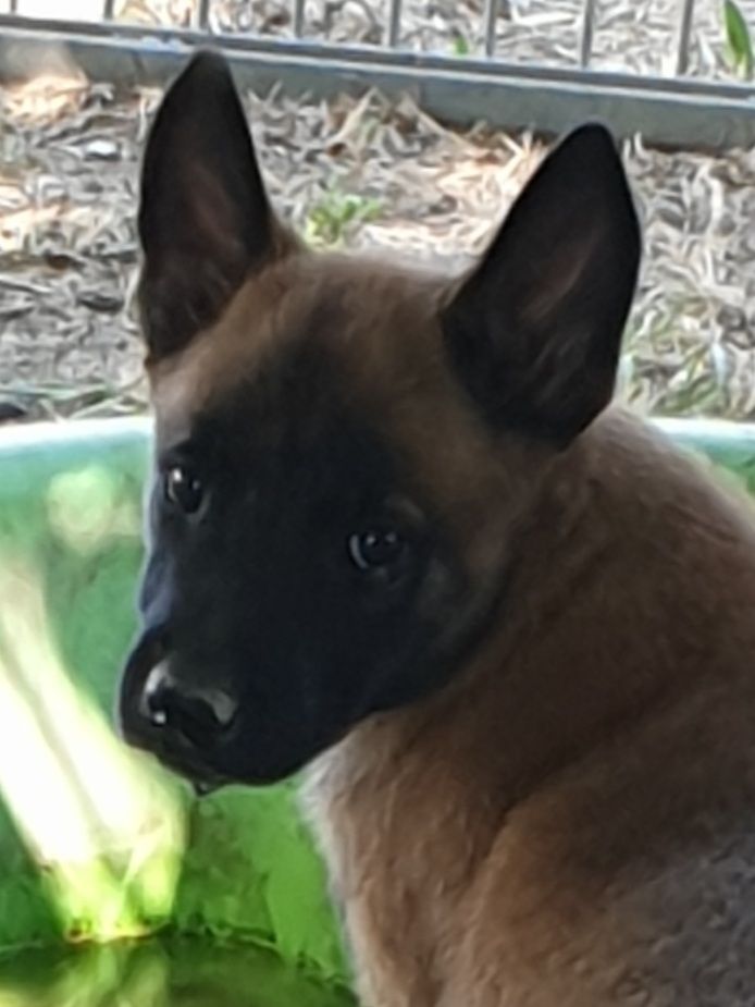 Chiot Berger Belge, saphir, femelle disponible en