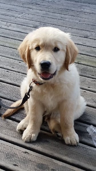 Accueil Elevage De L Odyssee Blanche Eleveur De Chiens Golden Retriever