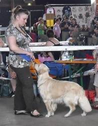 A'cannelle du Jardin d'Ardenne - 3ème tres bon classe ouverte femelles