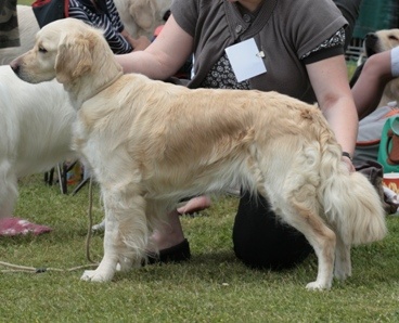A'cannelle du Jardin d'Ardenne - 1 er excellent