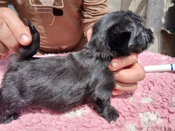 Chiot N°2 - Scottish Terrier