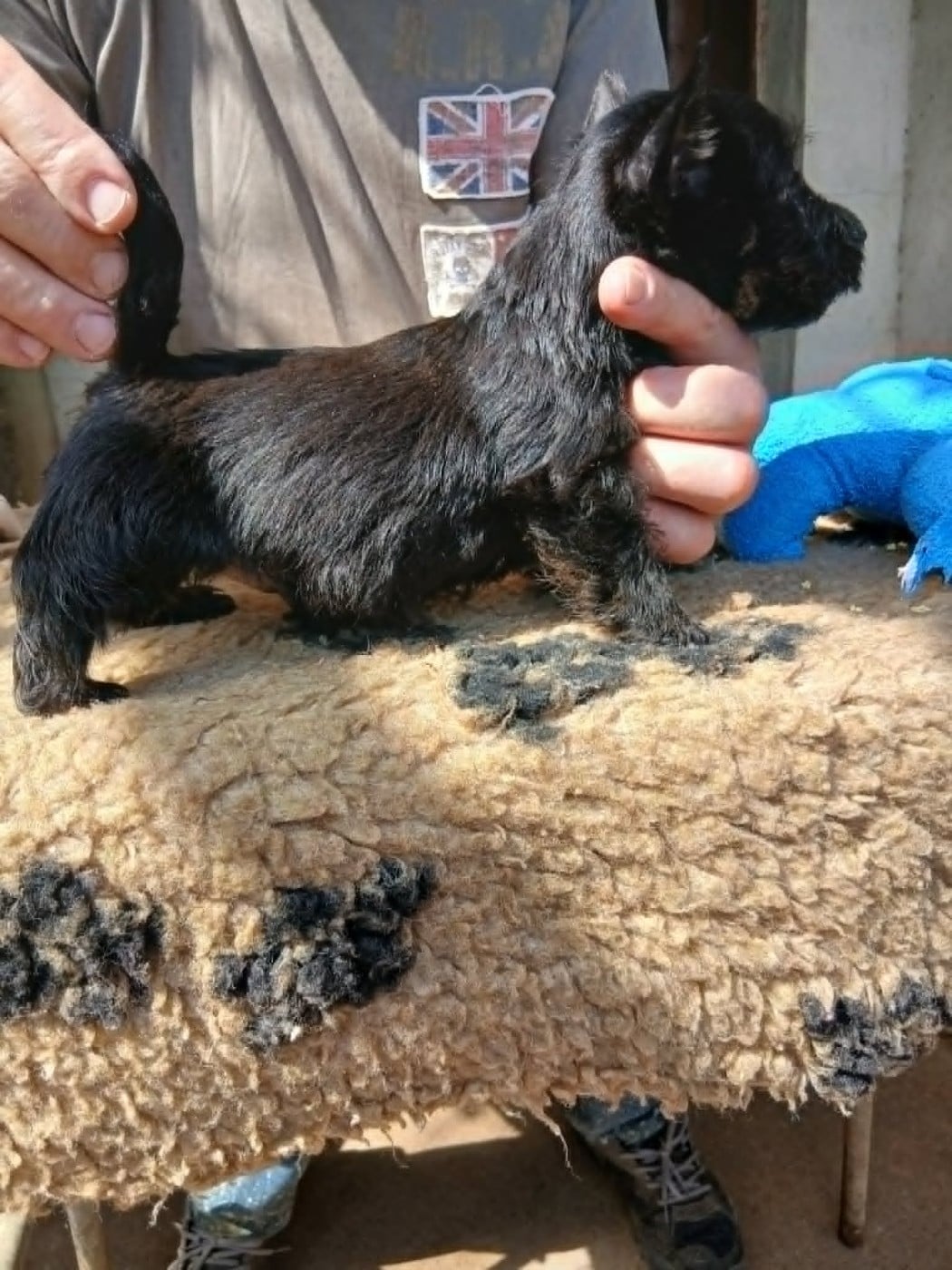 Chiot N°3 - Scottish Terrier