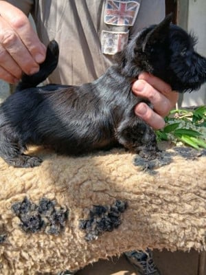 Les chiots de Scottish Terrier