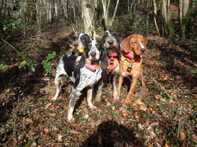 Chien Courant De Hamilton Informations Et Faits Sur La