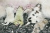 - le 25.06.2013 sont nées 3 chiots...surprise!!!