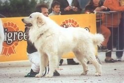 Publication : De Gabizos