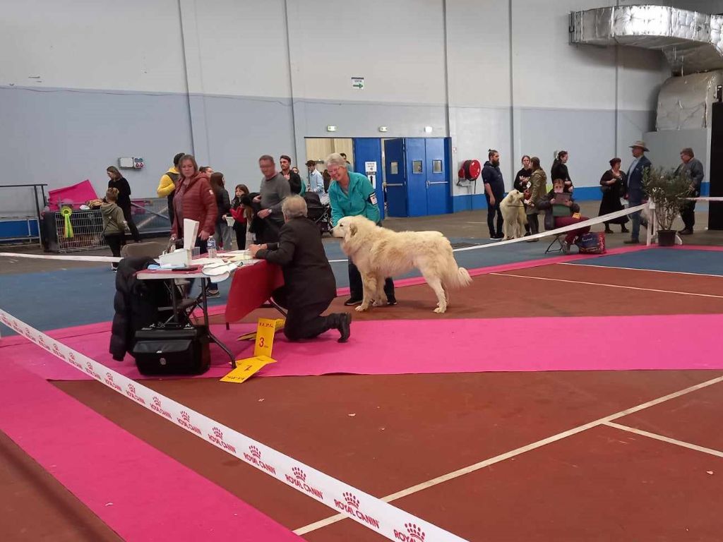 Carousse czym chata bogata - CAC/CACIB meilleur du race