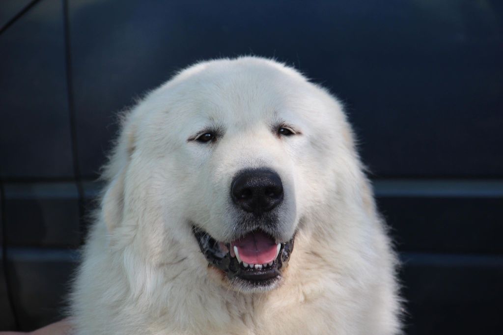 Carousse czym chata bogata - 1 excelent class Intermediare