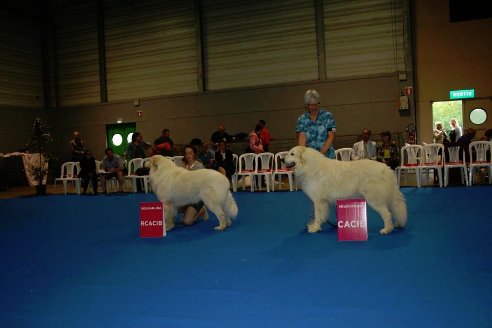 CH. Jaloux charmeur de la belletière - CAC CACIB BOS..meilleur mâle