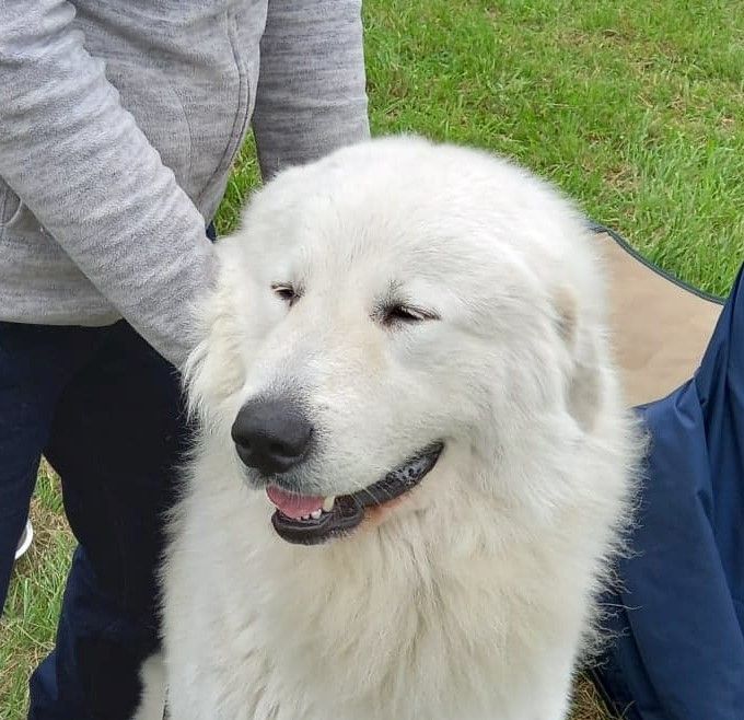 Carousse czym chata bogata - 1 EX CAC meilleur de Race