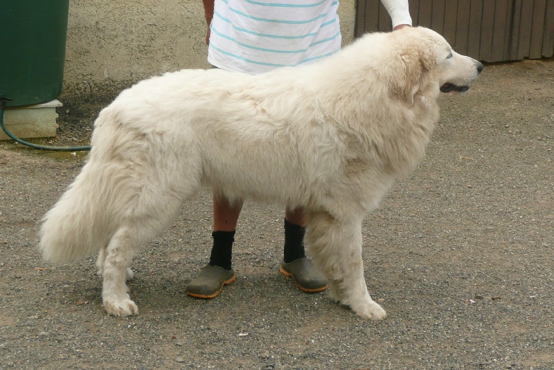 CH. Jaloux charmeur de la belletière - 1 ex meilleur jeune et meilleur du race