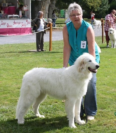 CH. Jaloux charmeur de la belletière - 1e Très prometteur classe puppy mâle