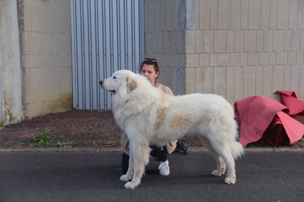 Carousse czym chata bogata - 1 EX CAC CACIB meilleur du Race