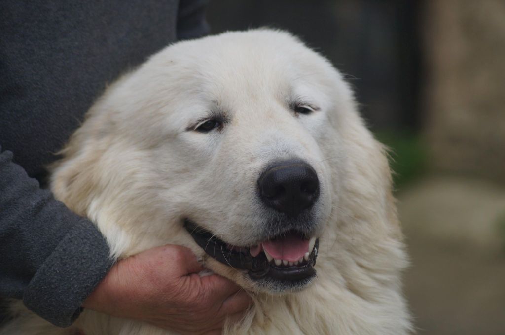 Carousse czym chata bogata - 1 EX CAC meilleur de Race