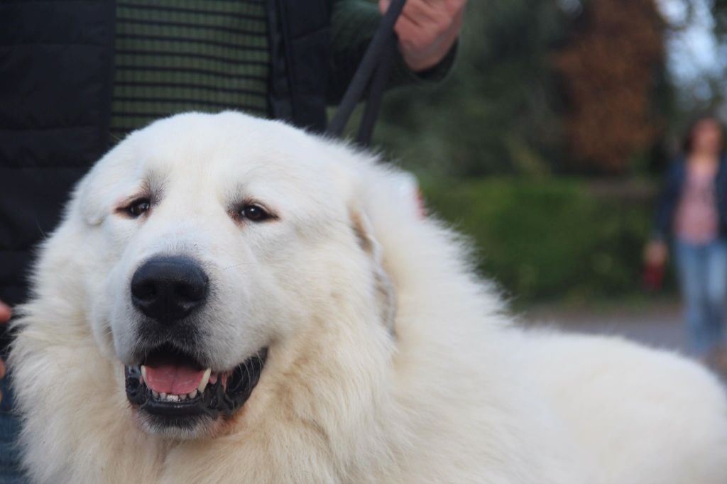 Carousse czym chata bogata - 1 EX CAC CACIB meilleur du Race sexe oposé