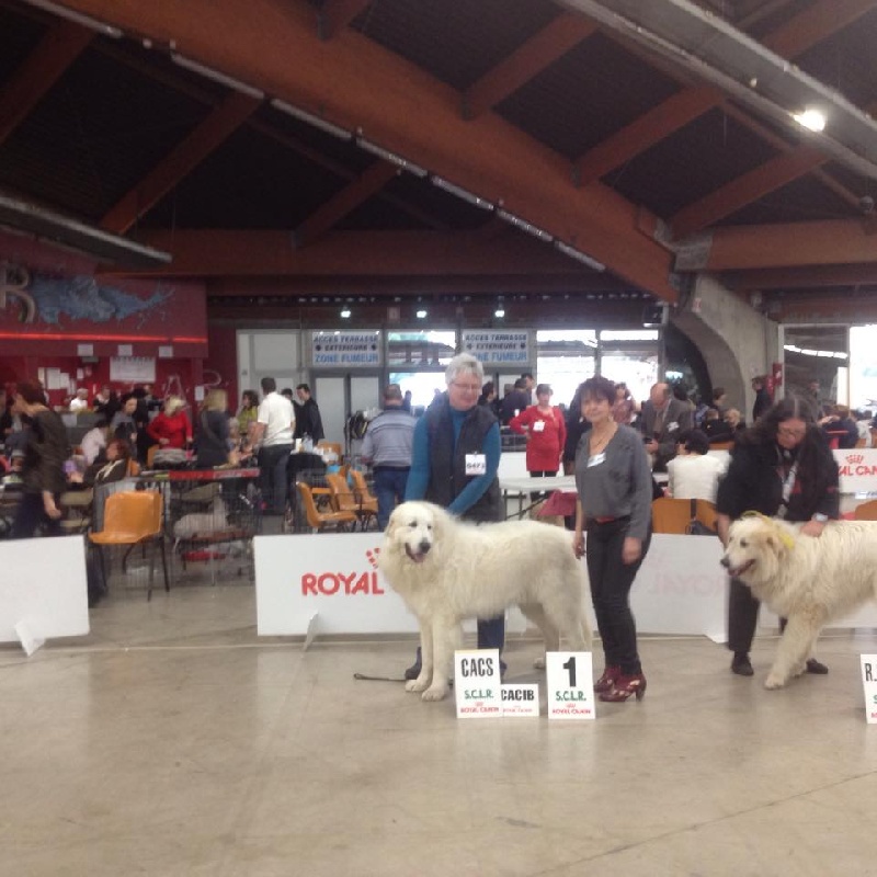 CH. Jaloux charmeur de la belletière - 1 Ex CAC CACIB meilleur mâle