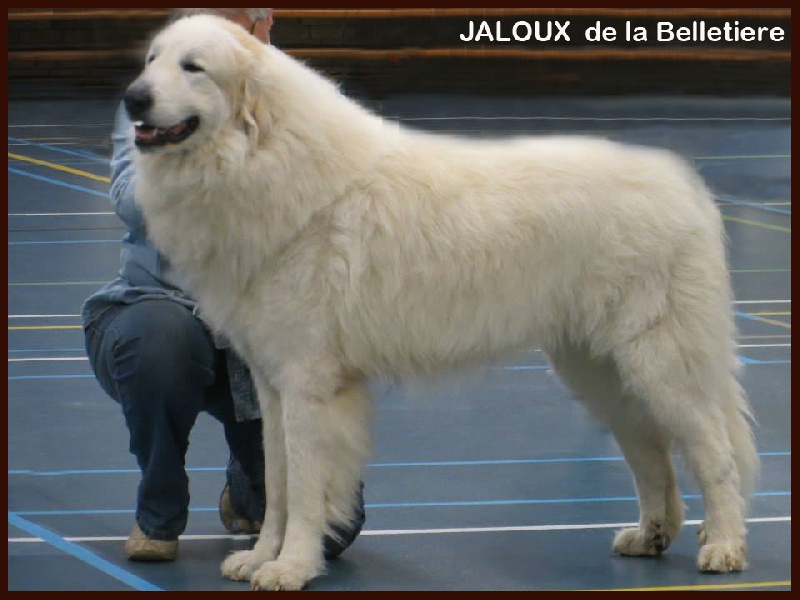 CH. Jaloux charmeur de la belletière - 1 Ex CAC CACIB meilleur du Race