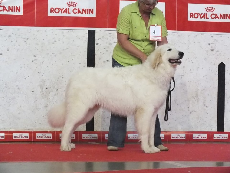 CH. Jaloux charmeur de la belletière - 1 Très prometteur meilleur puppy