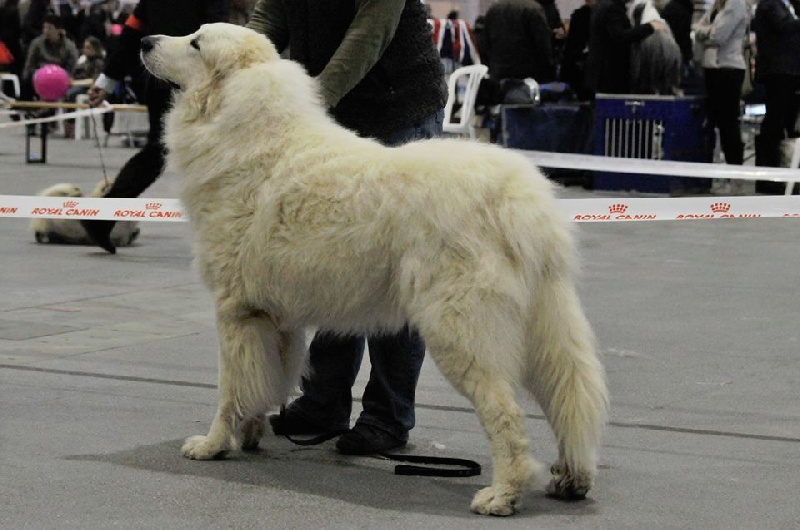 CH. Jaloux charmeur de la belletière - CAC CACIB meilleur sexe opposé
