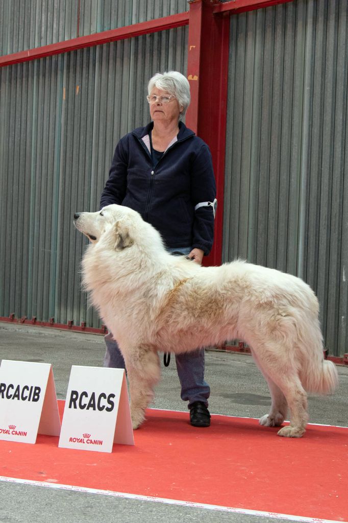 Carousse czym chata bogata - 2e res CAC res CACIB