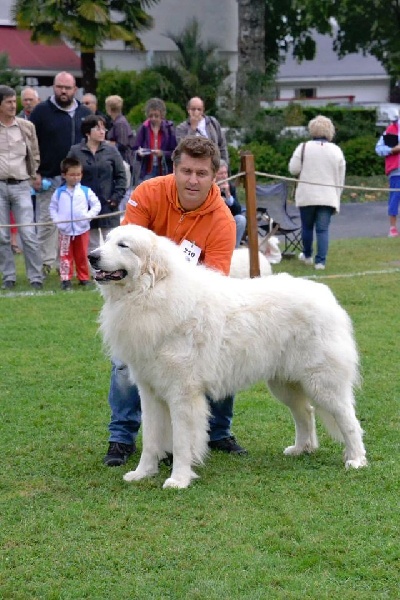 CH. Jaloux charmeur de la belletière - 5 eme classe ouverte mâles
