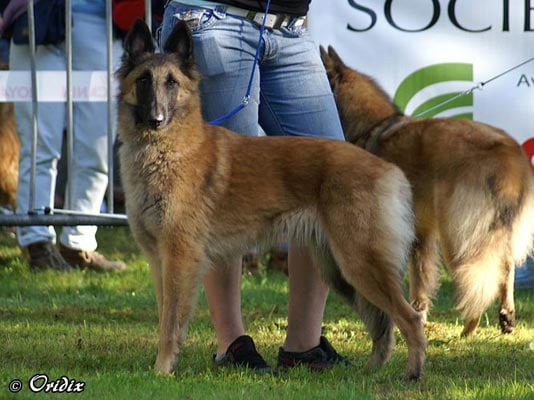 Babou du Home de la Louve Blanche