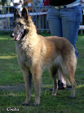 Babou du Home de la Louve Blanche