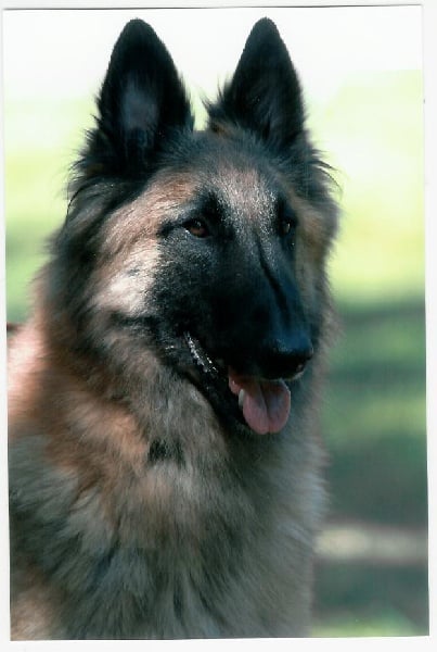 Babou du Home de la Louve Blanche