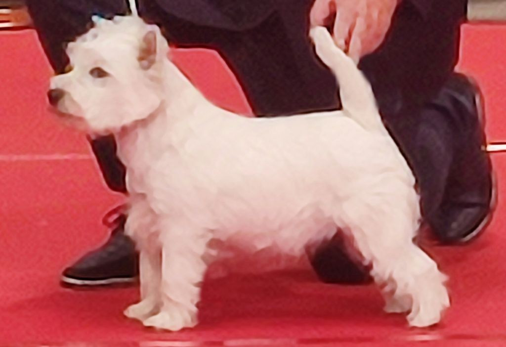 Publication : of White Thistle