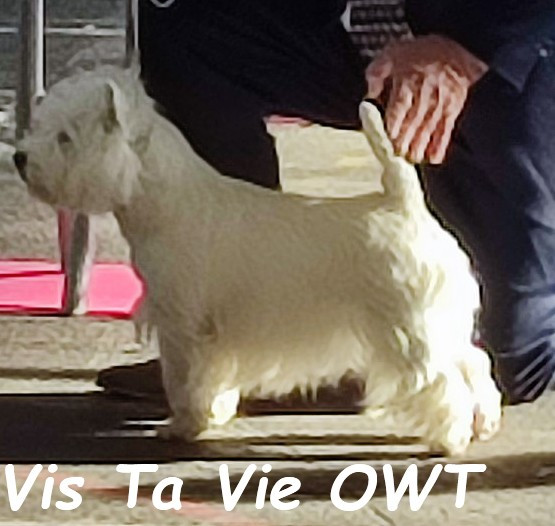 Publication : of White Thistle