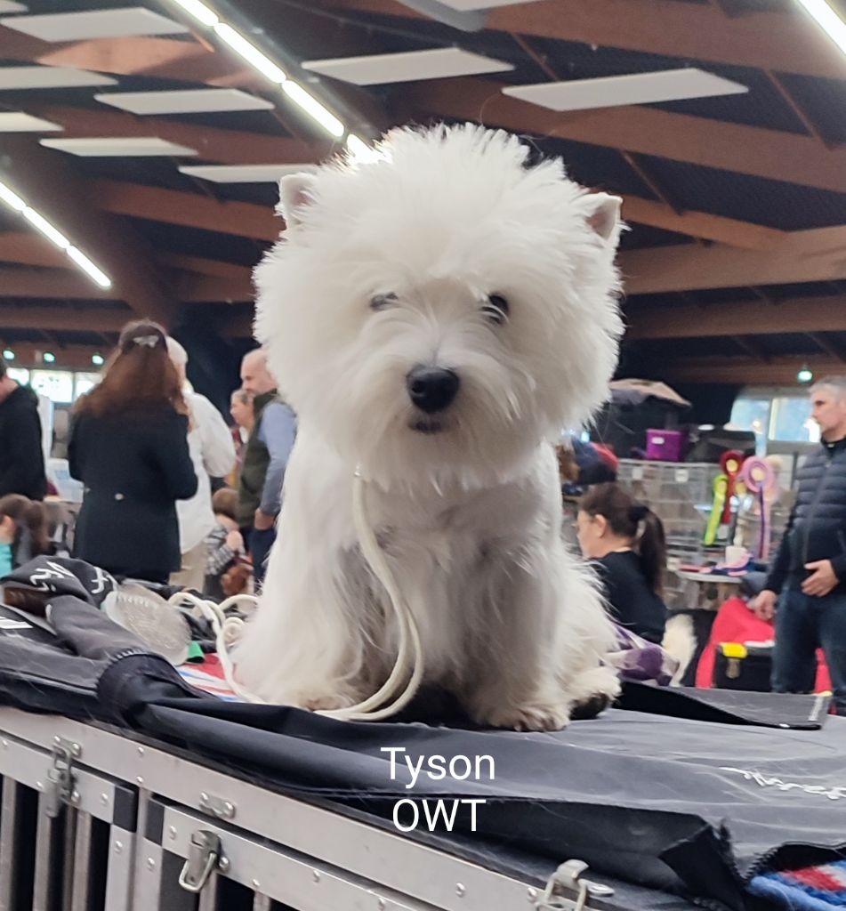 Publication : of White Thistle