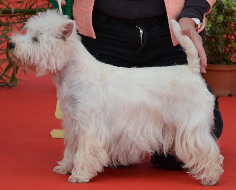 CH. Gemstone of White Thistle - CACS+CACIB Meilleur Femelle