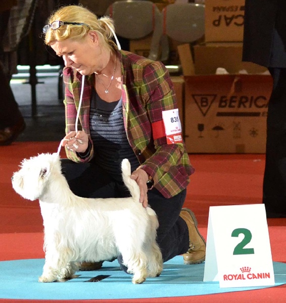 CH. Gemstone of White Thistle - 1er Excellent+ Meilleur Jeune+2eme Groupe Jeune