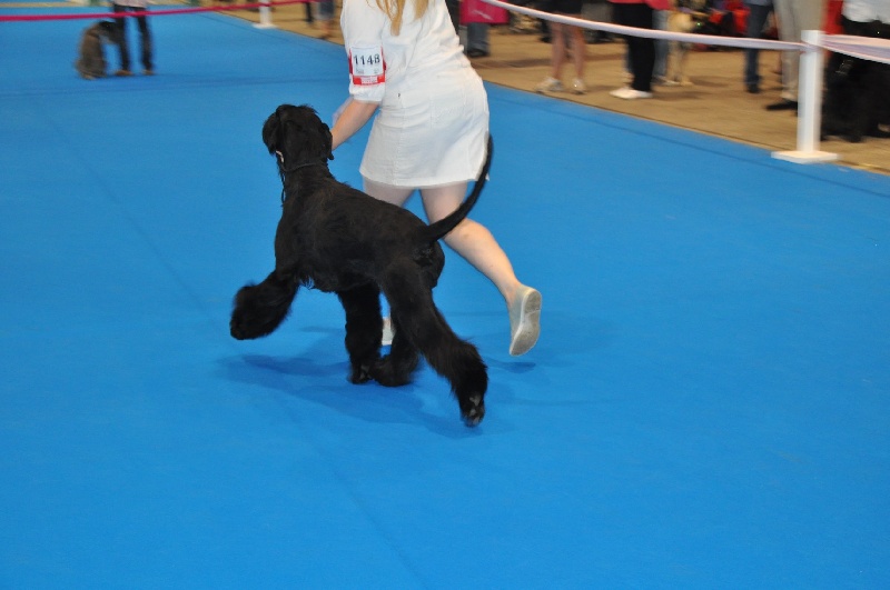 Publication : du Clos des Tulipes Noires Auteur : Meunier Aline