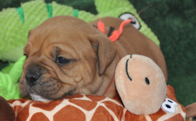 Les chiots de Bulldog continental